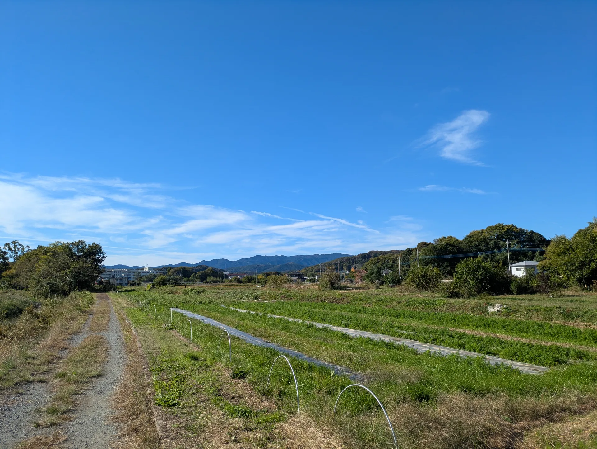 田んぼと畑の風景