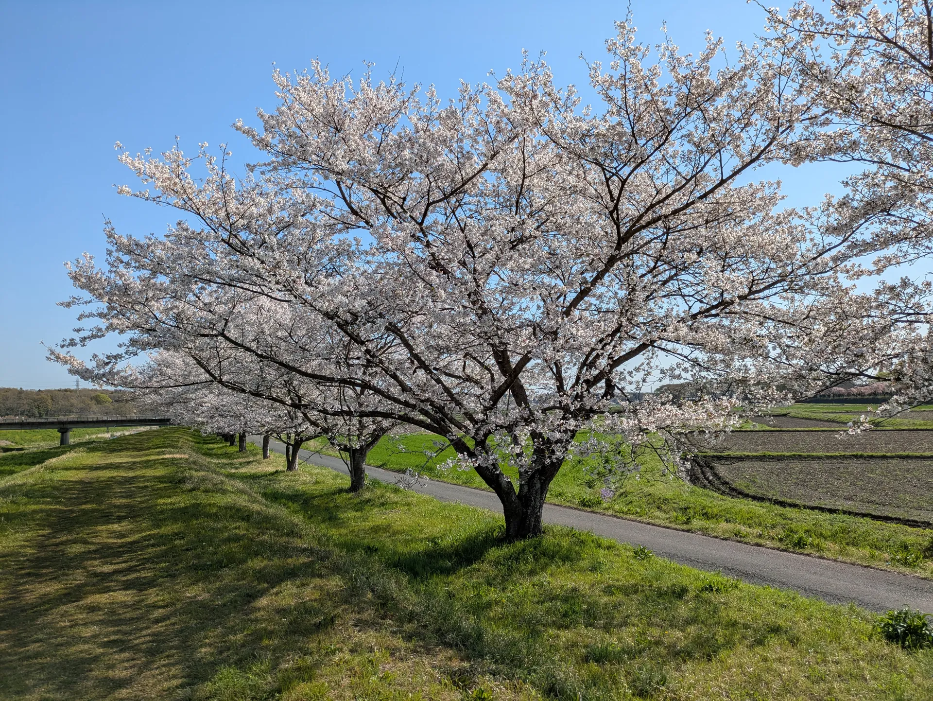 都幾川桜堤